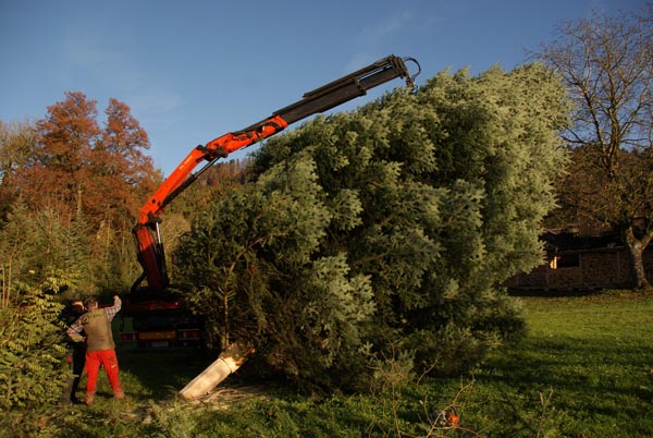 1Baumfaellung_Hoerbranzer_Weihnachtsbaum_fuer_Landhaus_Bregenz_2016-11-17DSC02127.jpg